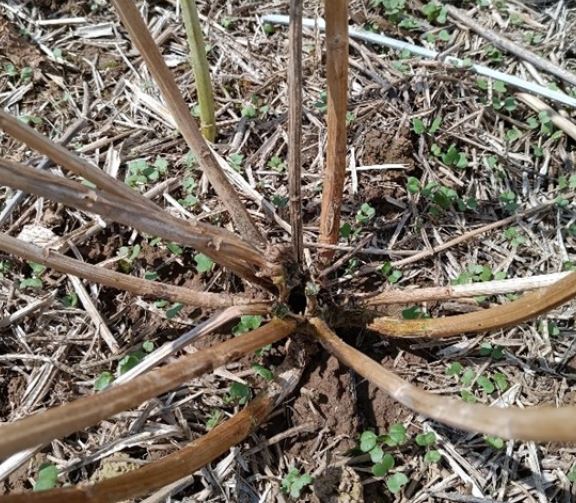 Schaden Larven des schwarzen Kohltriebrüsslers Foto CSeubert LWA Ilshofen