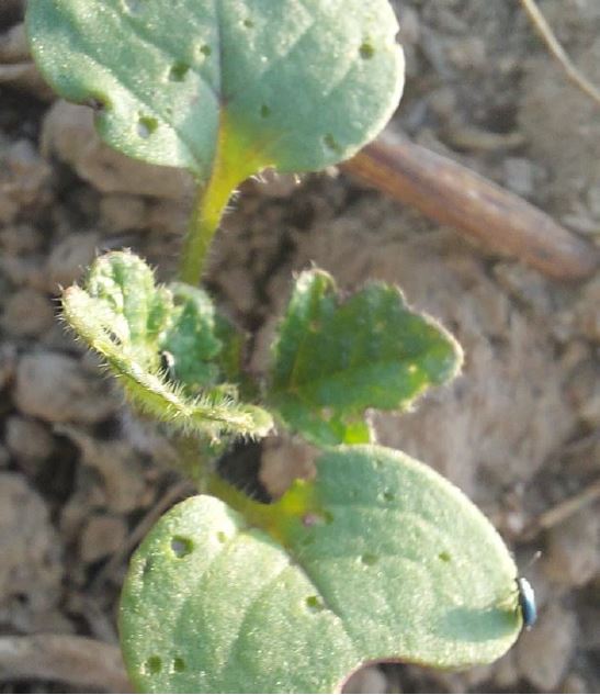 Erdfloh an Ausfallraps in Zuckerrüben Foto BWeger LWA Hohenlohe