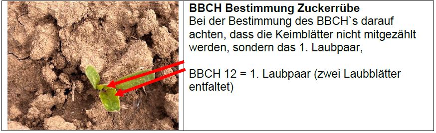 BBCH-Bestimmung in Zuckerrüben Foto AVetter LWA Heilbronn