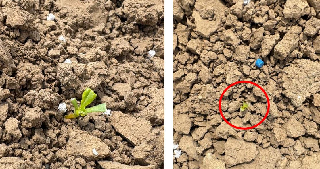 Schnecken und Erfloh in Zuckerrüben Foto FGrötzinger LWA Ludwigsburg