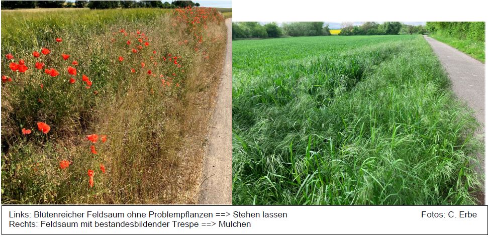 Feldrandpflege immer Thema Foto CErbe LWA Bruchsal