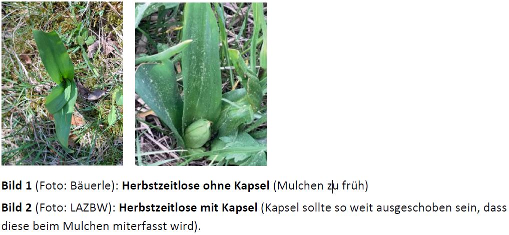 Herbstzeitlose jetzt erfassen Foto ABäuerle LWA Rems-Murr