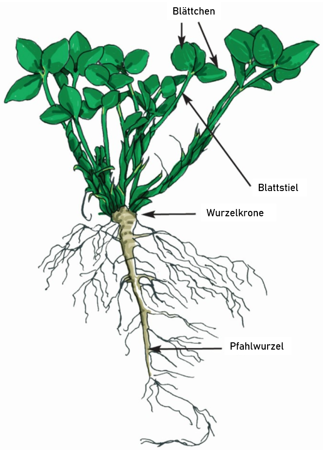 GLM Teil 6-3