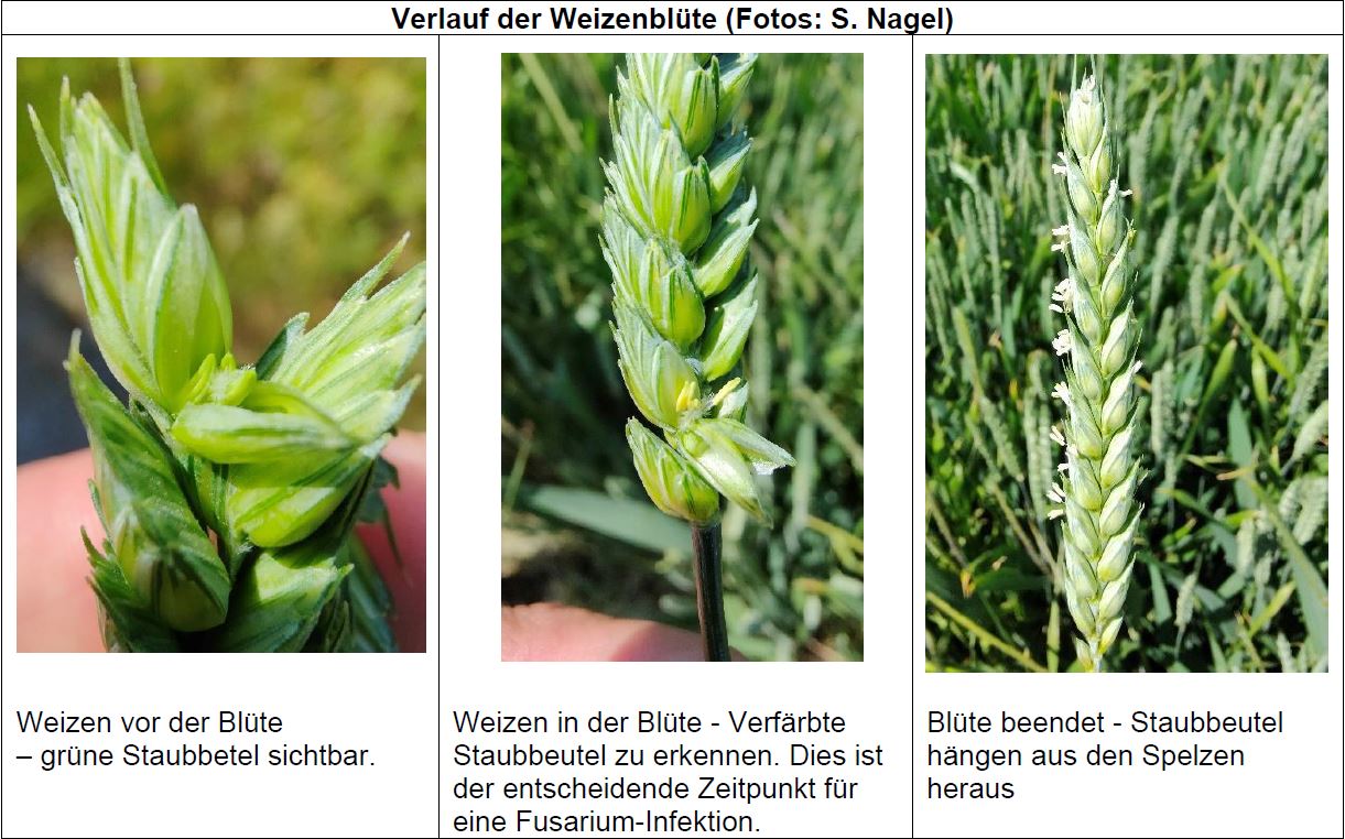 Verlauf der Blüte in Winterweizen Foto SNagel LWA Enzkreis