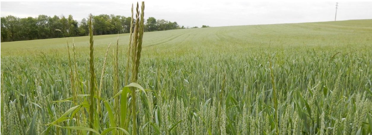 Ungräser in Winterweizen Foto CErbe LWA Bruchsal