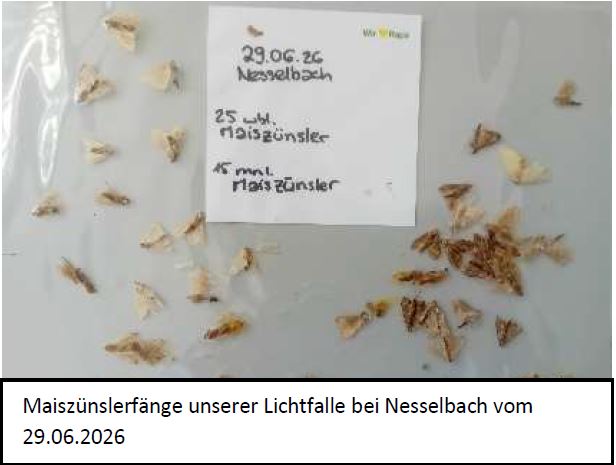 Maiszünslerfang Foto SHoerner LWA Ilshofen