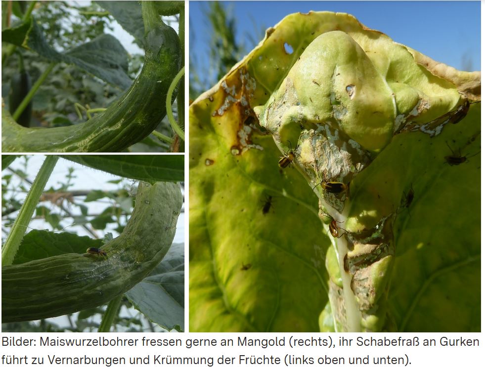 Schäden durch Maiswurzelbohrer in Gemüsekulturen Foto AAltmann LWA Breisgau-Hochschwarzwald