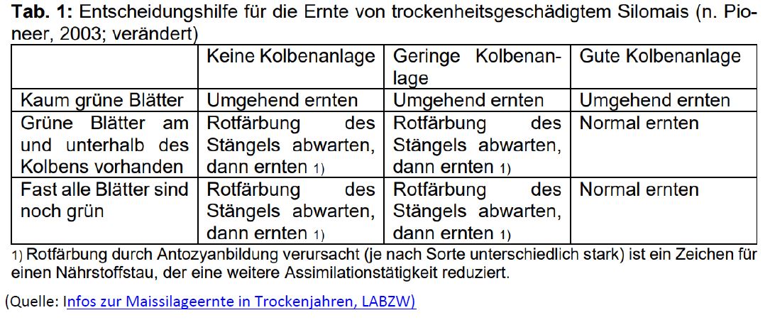Entscheidungshilfe trockengeschädigter Mais Foto ABäuerle LWA Rems-Murr