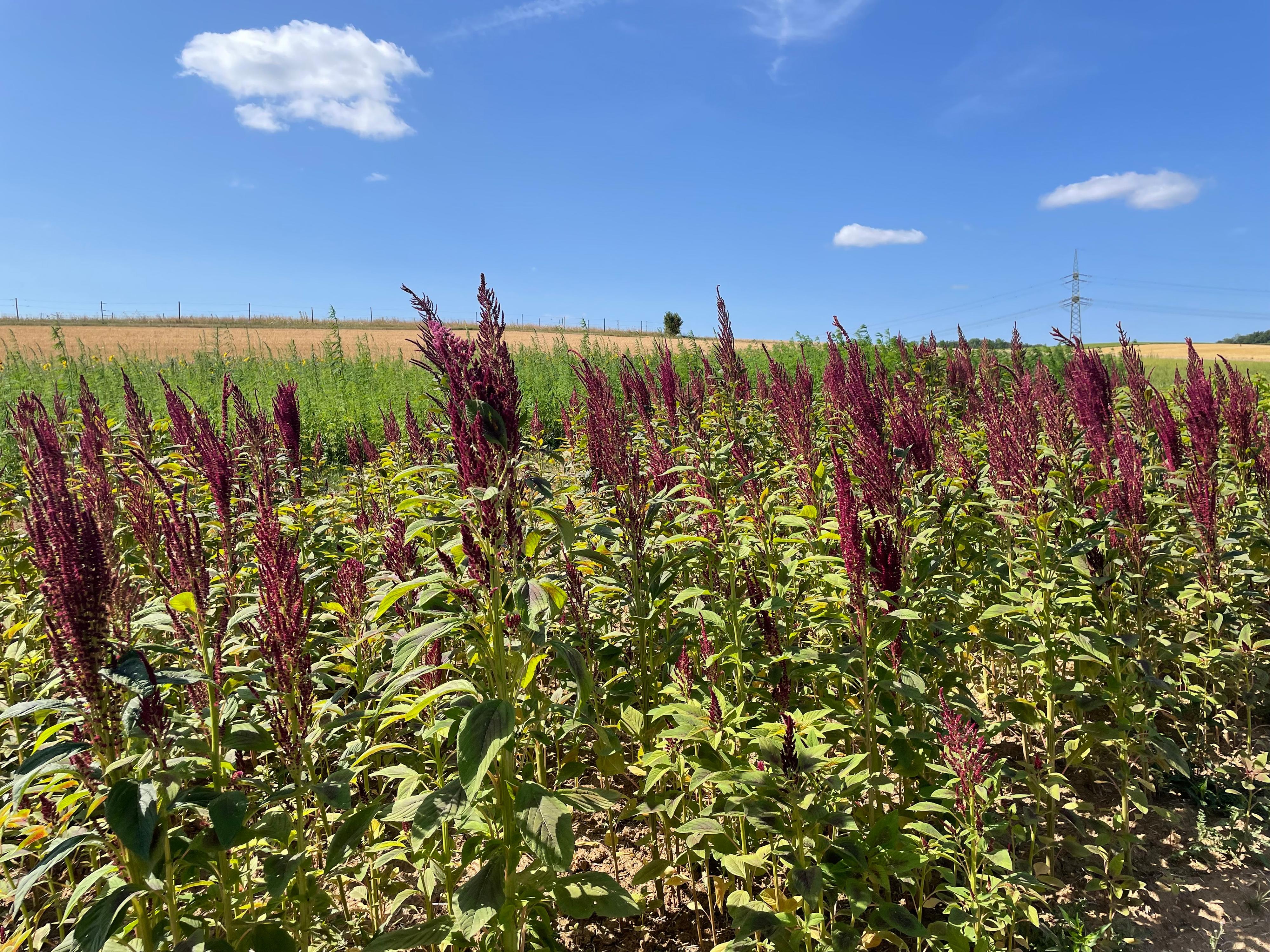 Foto Amaranth BBundschuh LTZ Augustenberg