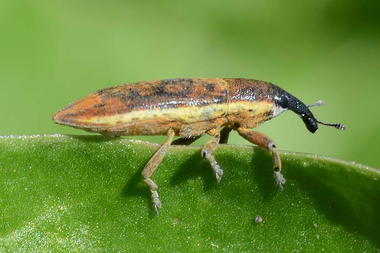 Lixus_juncii_Ruesselkaefer_Adult_Krautstiel_Foto aus www.pflanzenkrankheiten.ch