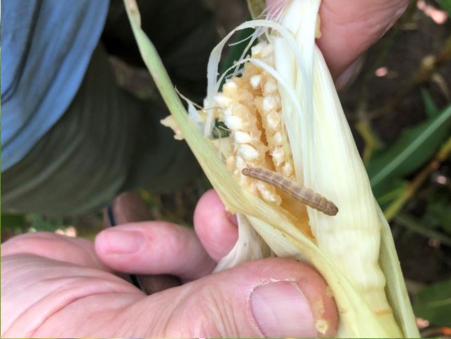 Maiszünslerlarve Foto BBundschuh LTZ Augustenberg