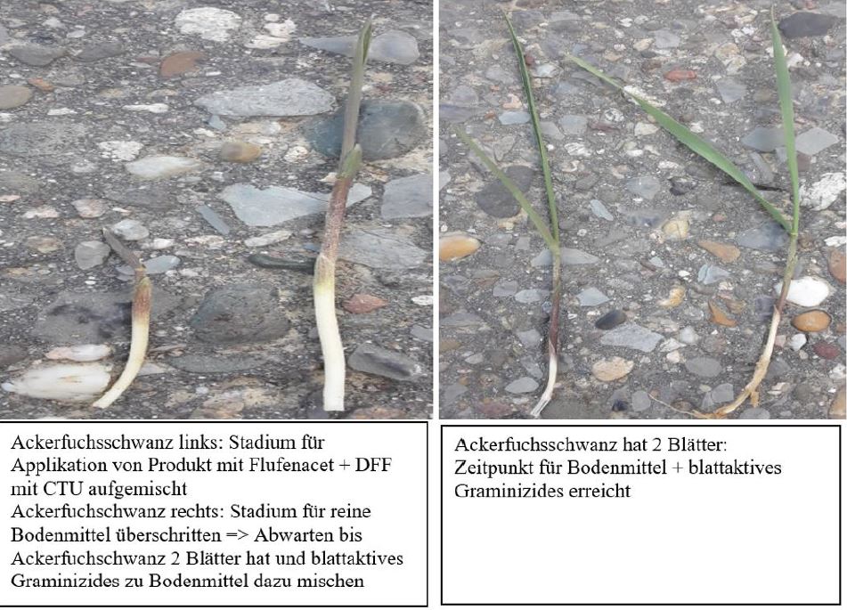 Ackerfuchsschwanz Foto C.Erbe LWA Bruchsal
