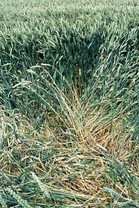 Halmbruch Feld