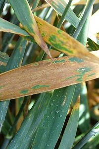Septoria trit. bei Weizen 24.6.08.JPG