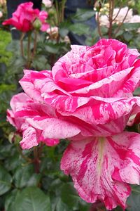 Rosen im Ziergarten