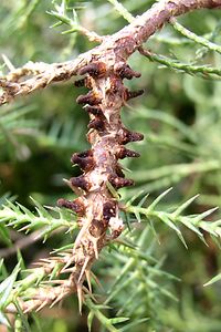 Birnengitterrost Wacholder