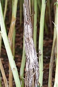 Sklerotinia vermorschter Staengel2