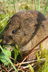 Feldmaus