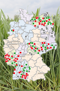 Foto Weizen Monitoring