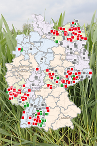 Foto Weizen Monitoring