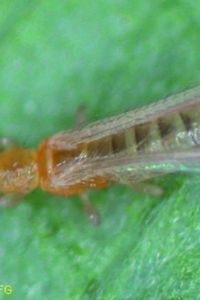 212adulter Thrips