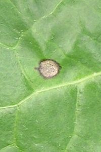 Anfangsbefall Cercospora