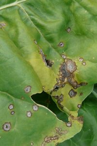 Cercospora 5 %