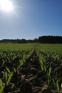 Saaten grün und Himmel blau Foto MMissel Landwirt Sigmaringen