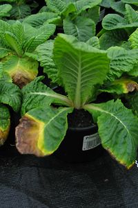 Phyto_Primeln