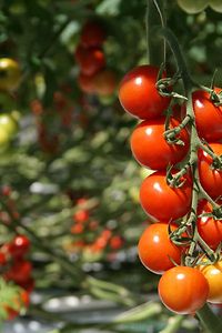 Gemüsebautag-Online Tomaten