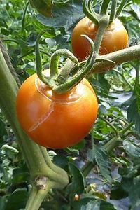 Tomate Bwässerung anpassen sonst platzen die Füchte wegen Wasserüberschuss