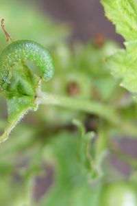 Stachelbeerblattwespe Kleine - an Roter Johannisbeere