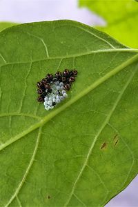 Wanzen-Nymphen an Catalpa Foto SWenz HGU Geisenheim