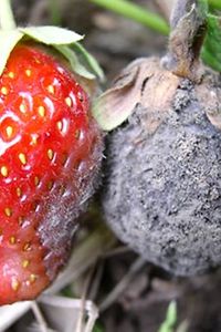Grauschimmel an Erdbeeren