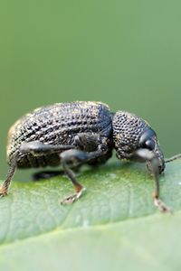 Dickmaulrüssler Käfer 2017