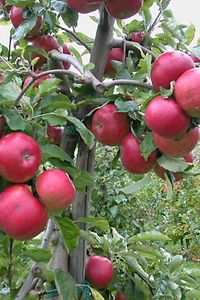 Apfel-Foto PEpp LTZ Augustenberg.JPG