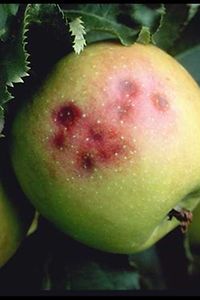 Stippigkeit an Apfel