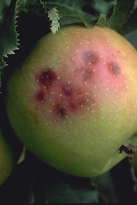 Apfel Stippegkeit