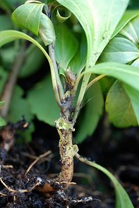 Pachysandra Frostschäden 1