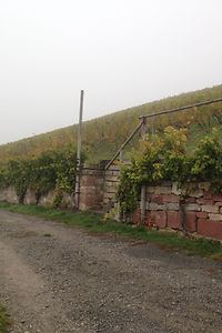 Weinreben