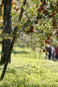 Apfelbaum; Foto P. Epp; LTZ Augustenberg
