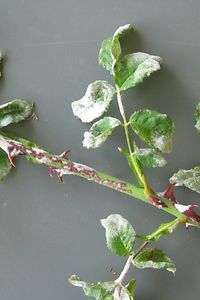 Rosenmehltau