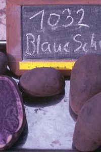 Blauer Schwede
