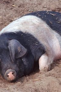 Sattelschwein
