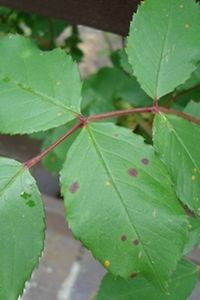 Befallbeginn von Sternrußtau und Rosenrost an Kletterrose