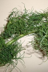 Läusebefall an Dill