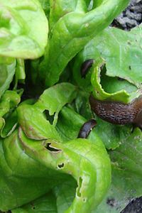 Schnecke an Salat