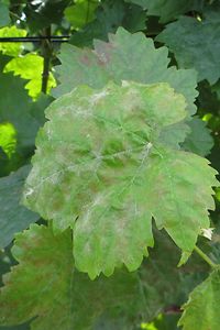 Echter Mehltau Wein