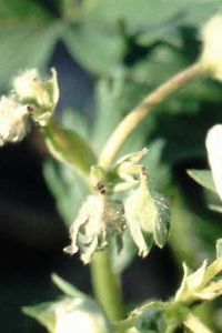 Erdbeerblütenstecher, Blüte