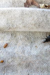 Laufkäfer als Puppenräuber mit Puppen der Walnussfliege